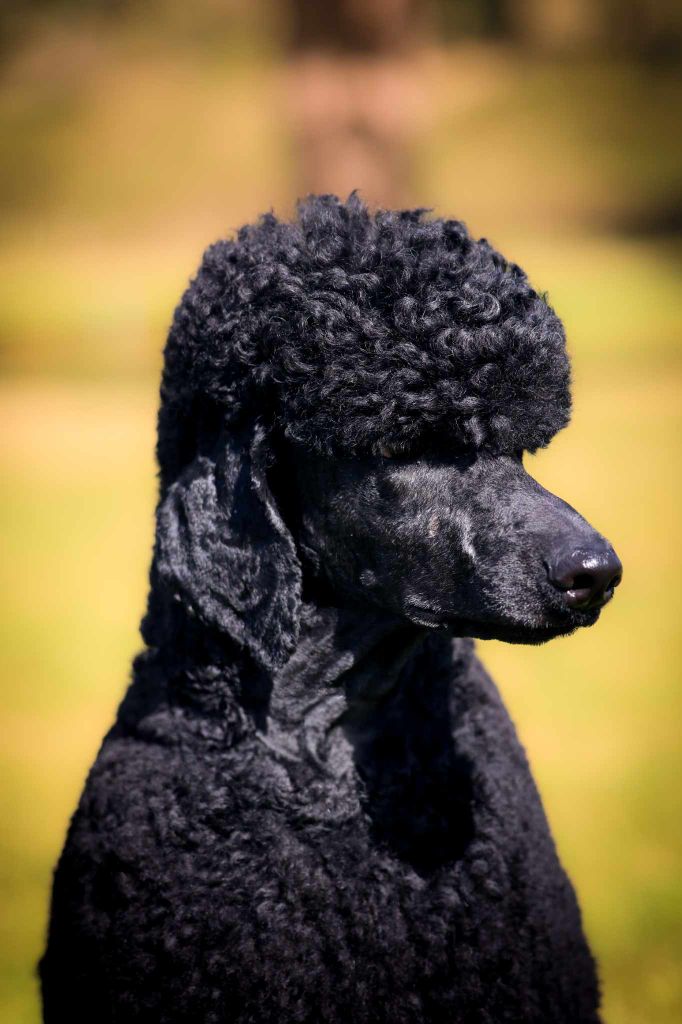 chiot Caniche à l'Ombre des Magnolias