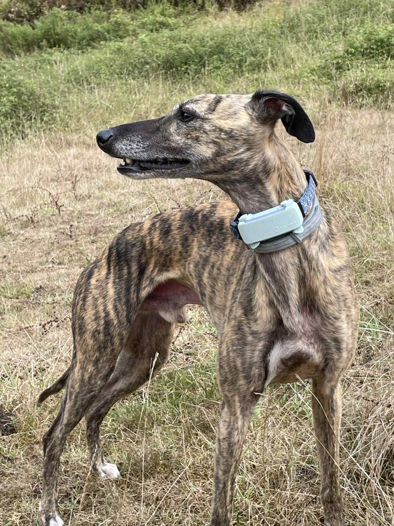 à l'Ombre des Magnolias - Les futures bébés à l'ombre des magnolias 