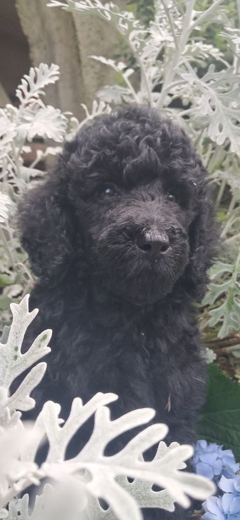 à l'Ombre des Magnolias - Chiots disponibles - Caniche