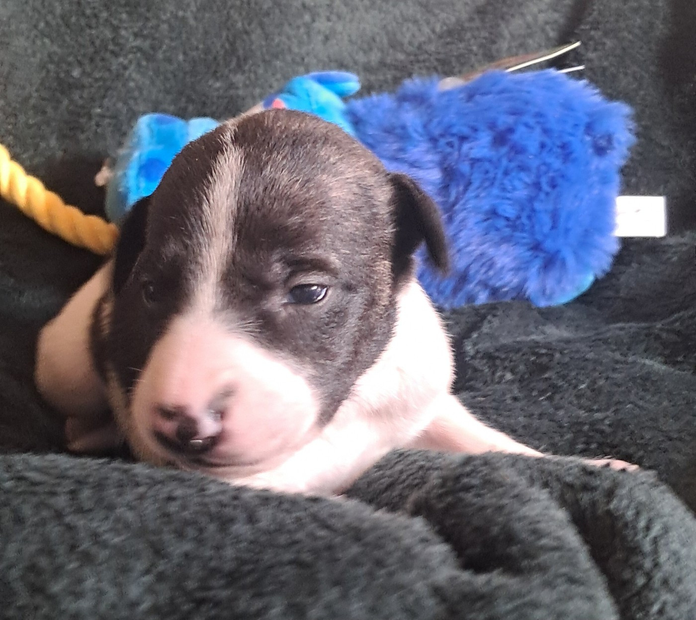 à l'Ombre des Magnolias - Chiots disponibles - Whippet