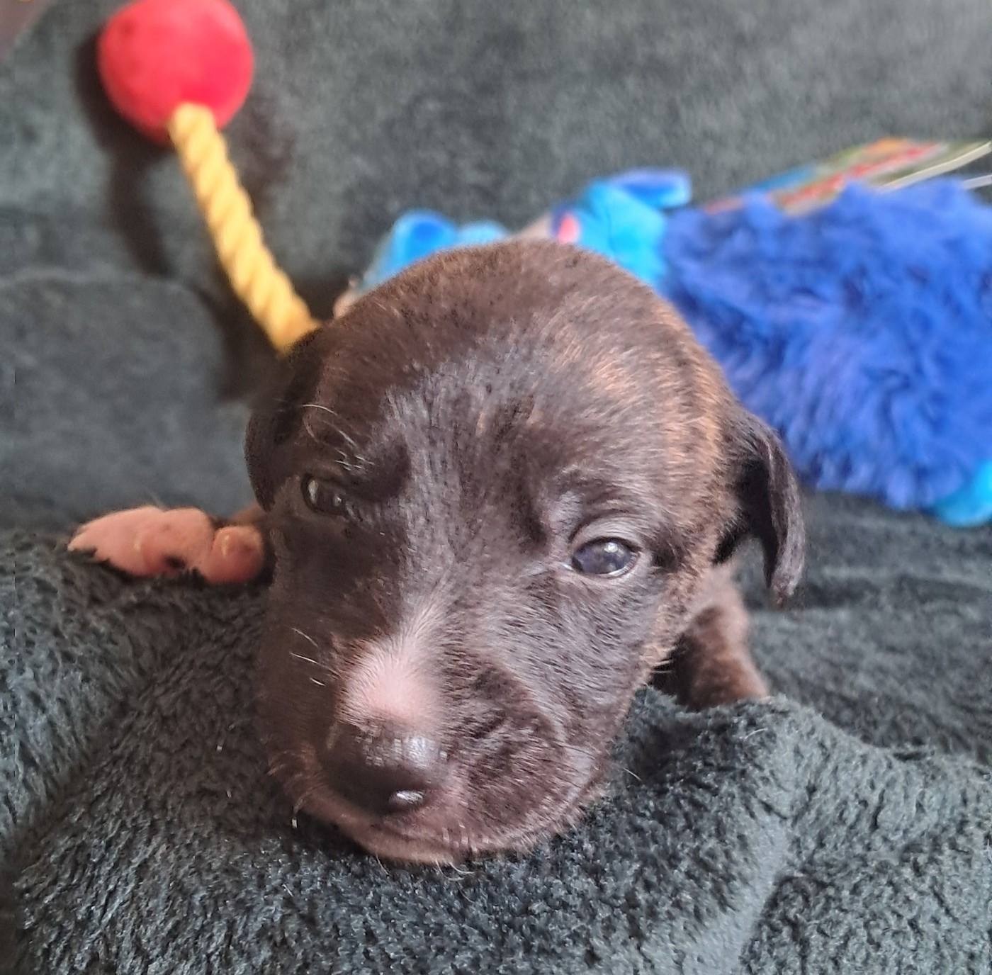 à l'Ombre des Magnolias - Chiots disponibles - Whippet