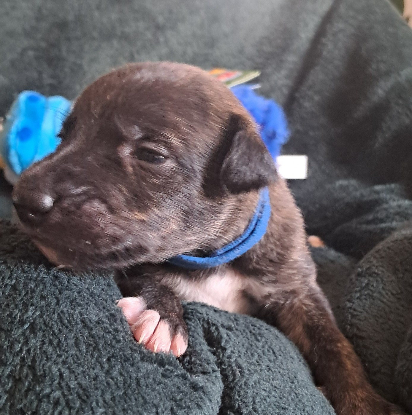 à l'Ombre des Magnolias - Chiots disponibles - Whippet