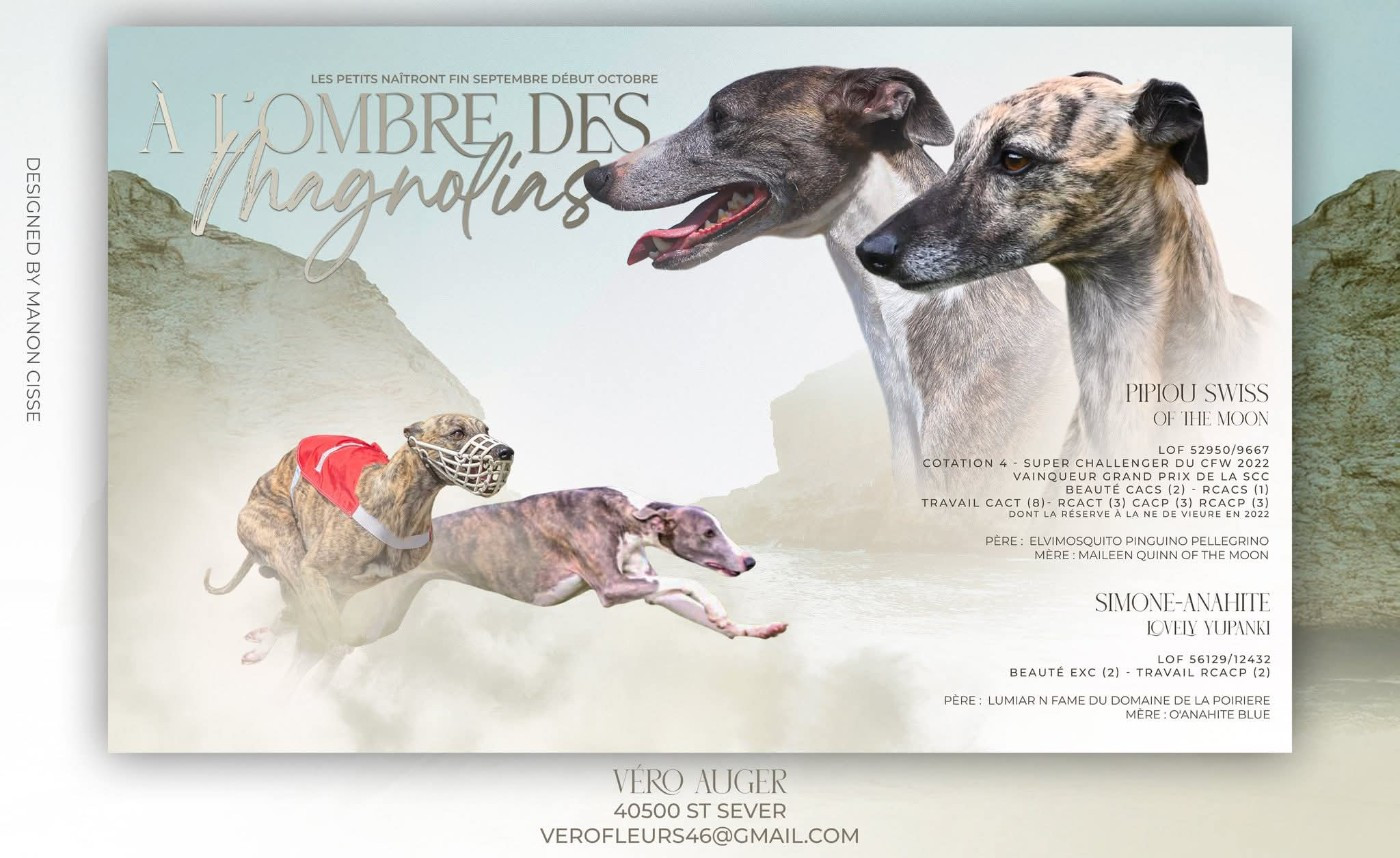 Chiot Whippet à l'Ombre des Magnolias