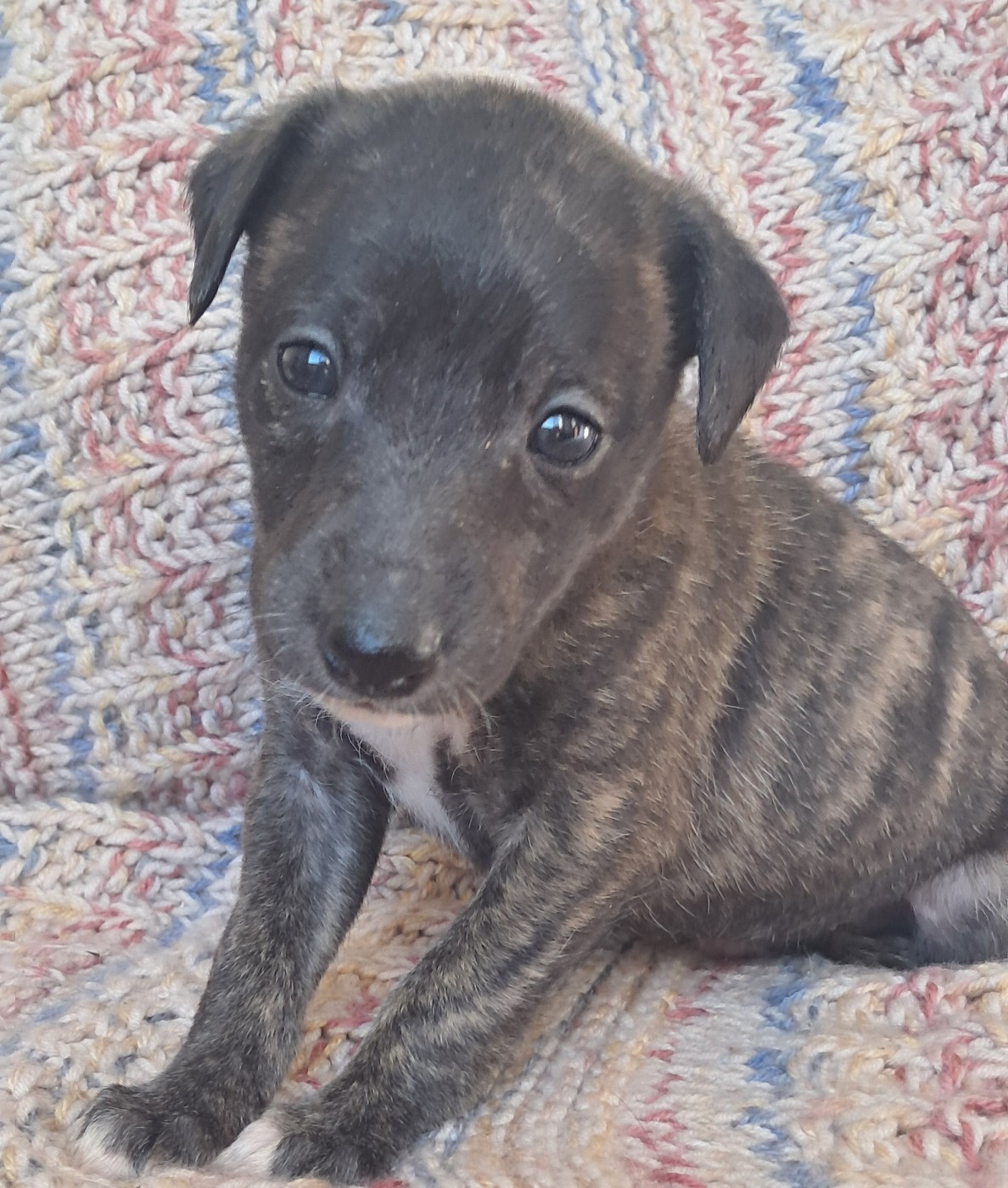 à l'Ombre des Magnolias - Chiots disponibles - Whippet