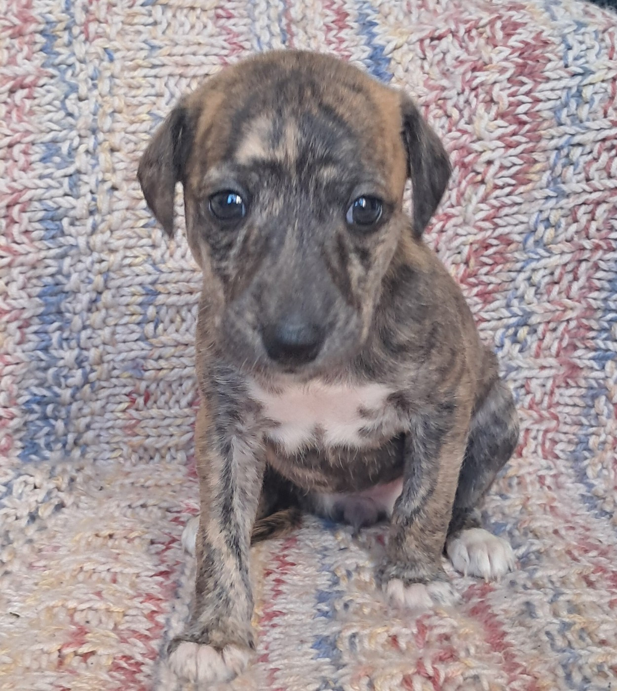 à l'Ombre des Magnolias - Chiots disponibles - Whippet