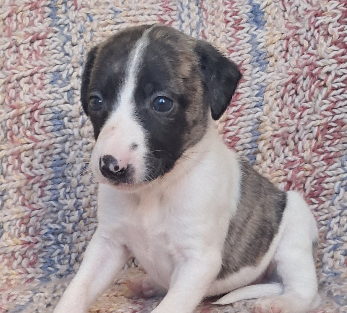 à l'Ombre des Magnolias - Chiots disponibles - Whippet