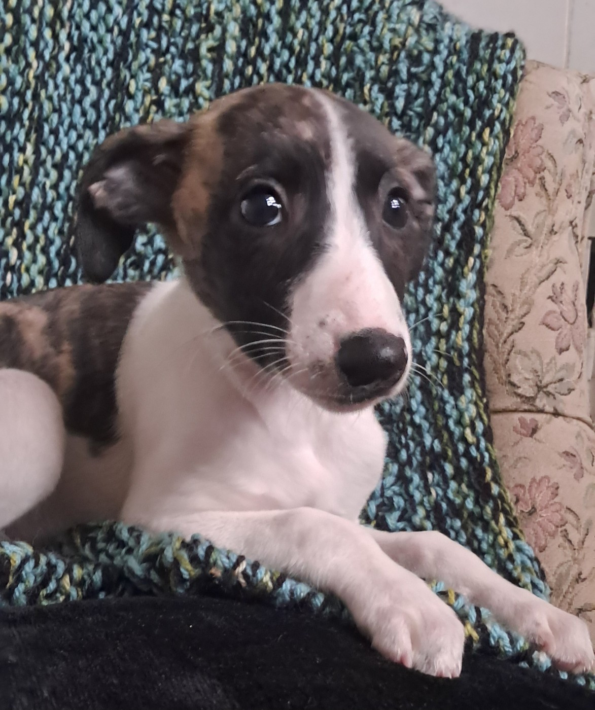 à l'Ombre des Magnolias - Chiots disponibles - Whippet