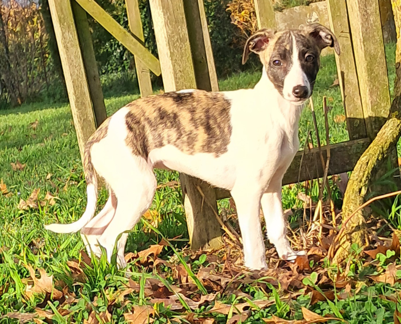 à l'Ombre des Magnolias - Chiots disponibles - Whippet