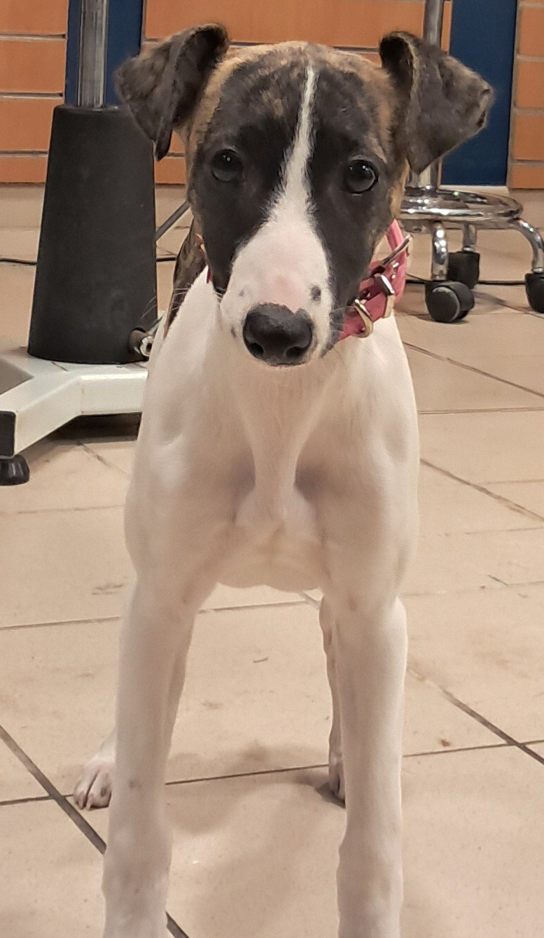 à l'Ombre des Magnolias - Chiots disponibles - Whippet