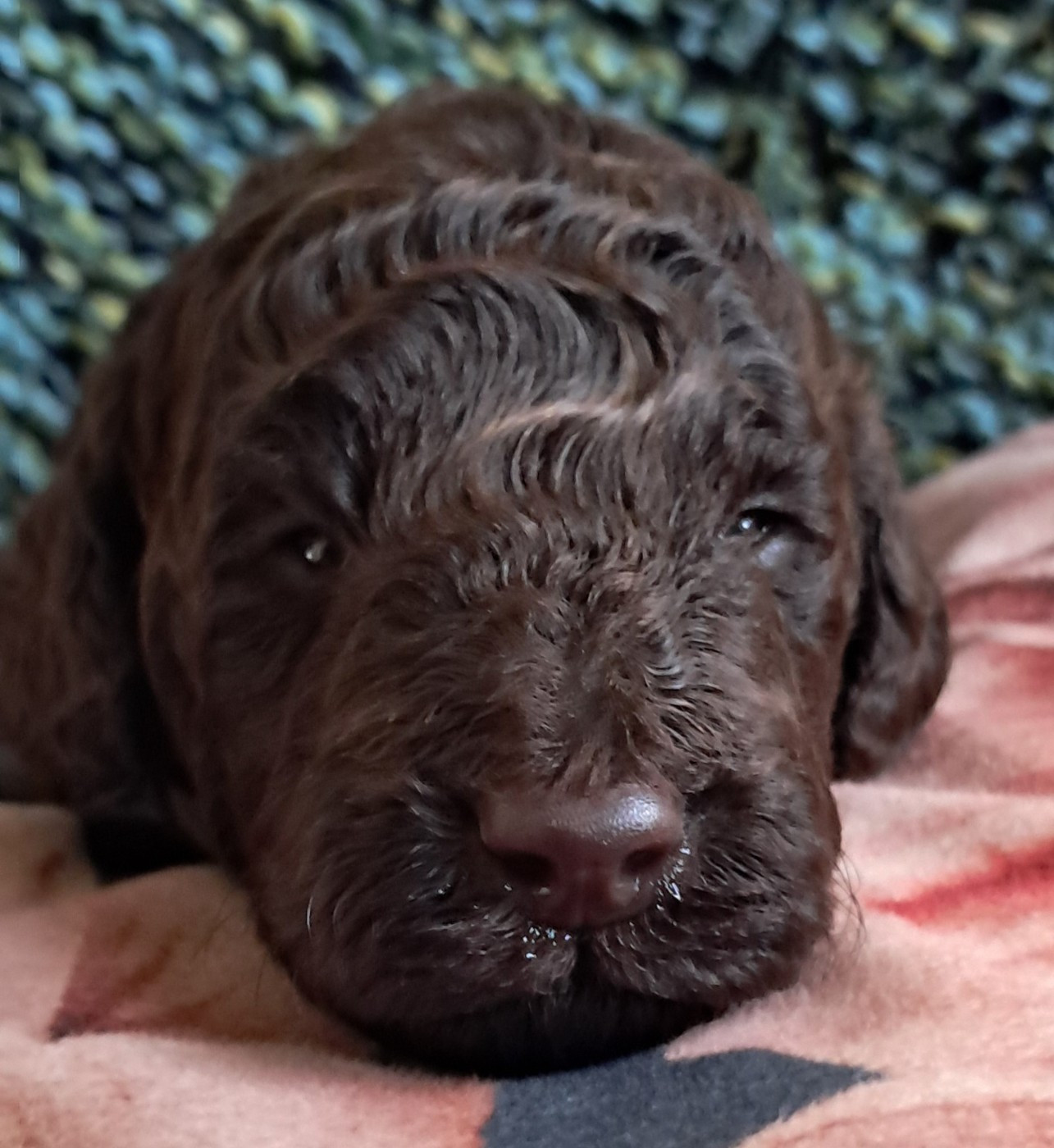 à l'Ombre des Magnolias - Chiots disponibles - Caniche