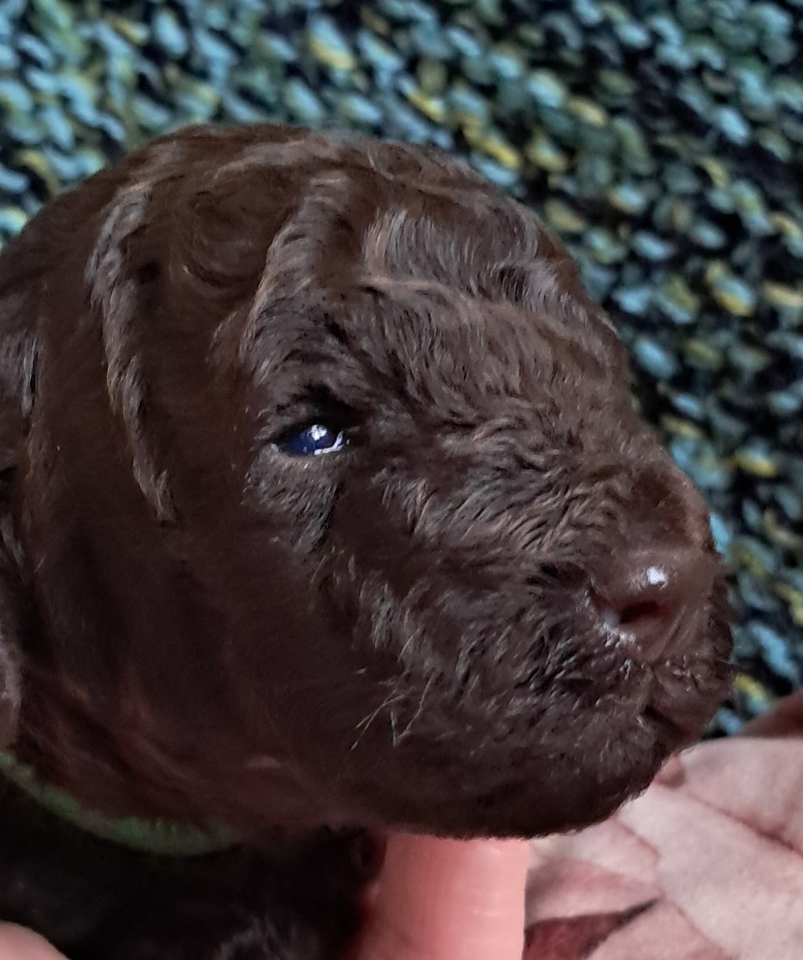 à l'Ombre des Magnolias - Chiots disponibles - Caniche