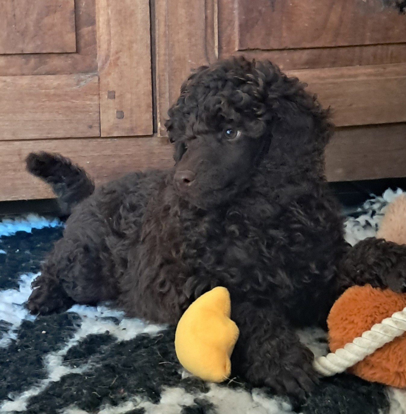 à l'Ombre des Magnolias - Chiots disponibles - Caniche