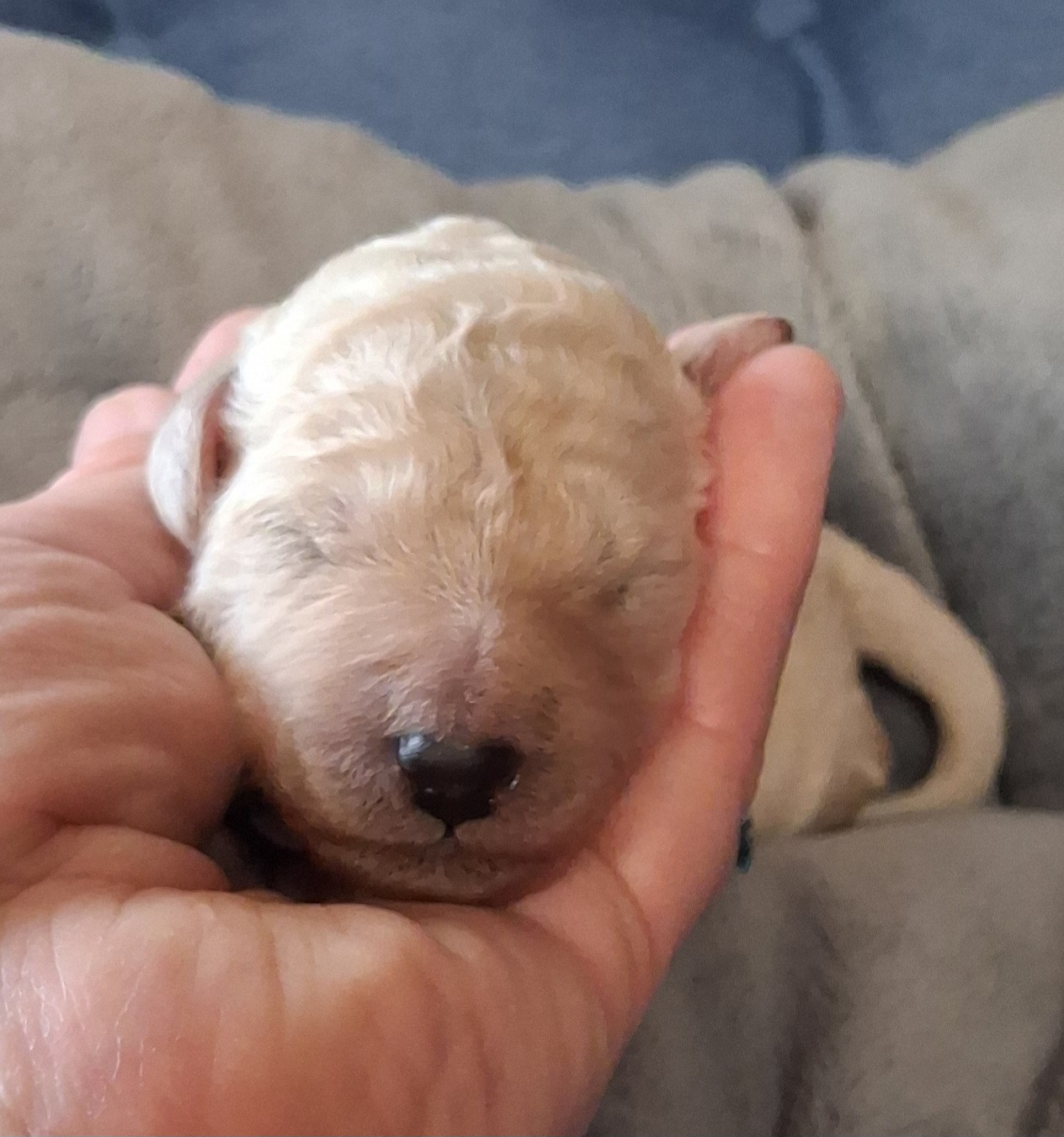 à l'Ombre des Magnolias - Chiots disponibles - Caniche