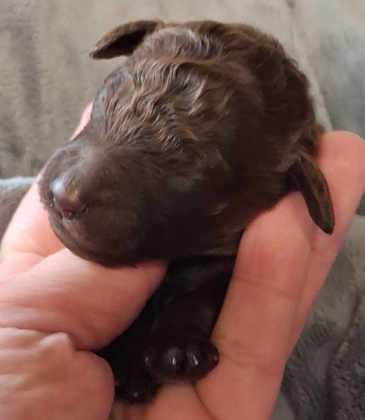 à l'Ombre des Magnolias - Chiots disponibles - Caniche