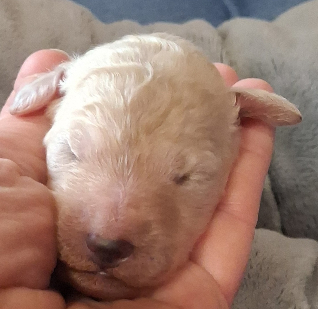 à l'Ombre des Magnolias - Chiots disponibles - Caniche