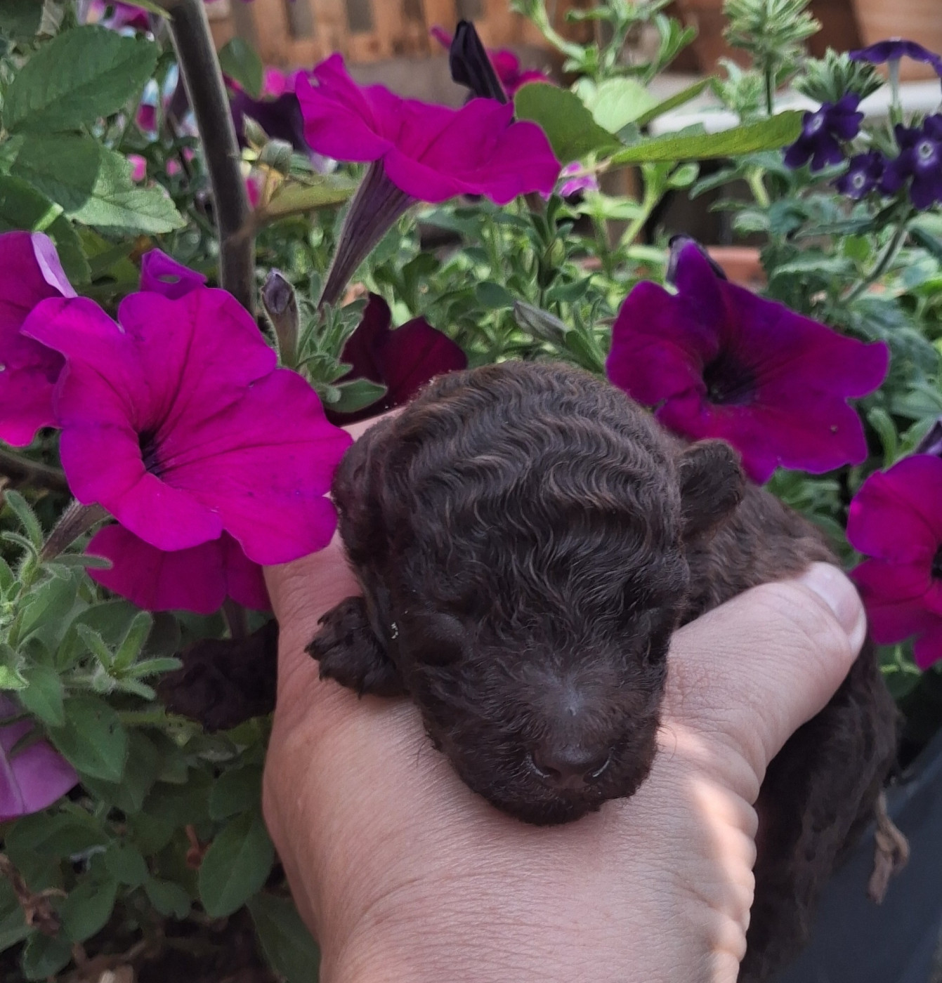 Chiot Caniche à l'Ombre des Magnolias