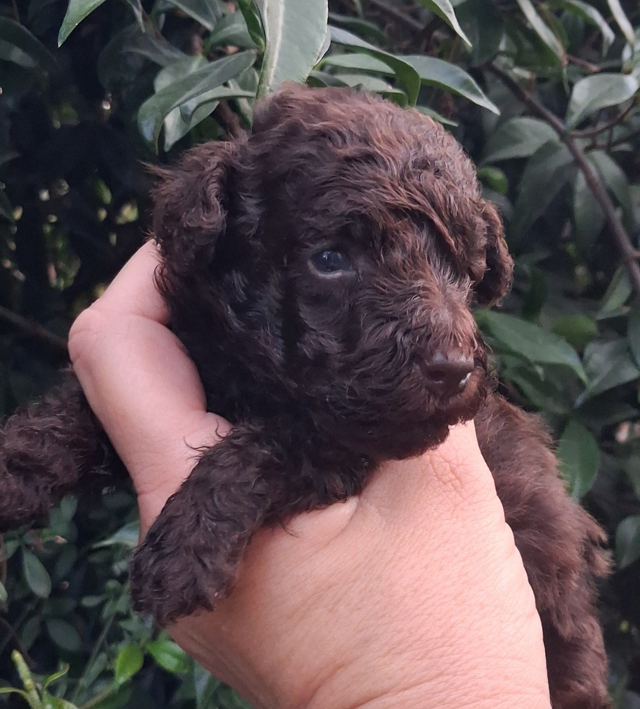 à l'Ombre des Magnolias - Chiots disponibles - Caniche
