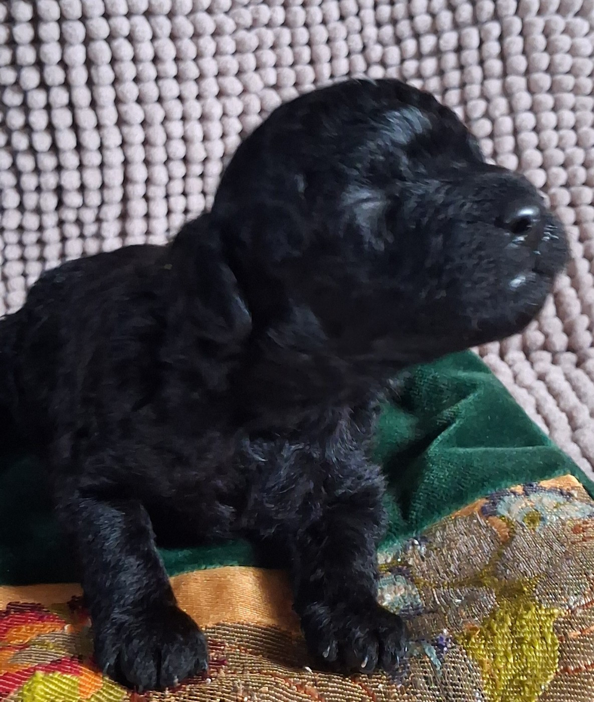 à l'Ombre des Magnolias - Chiots disponibles - Caniche