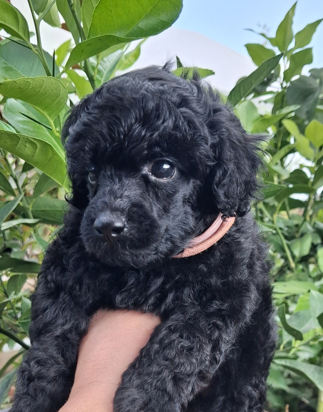 à l'Ombre des Magnolias - Chiots disponibles - Caniche