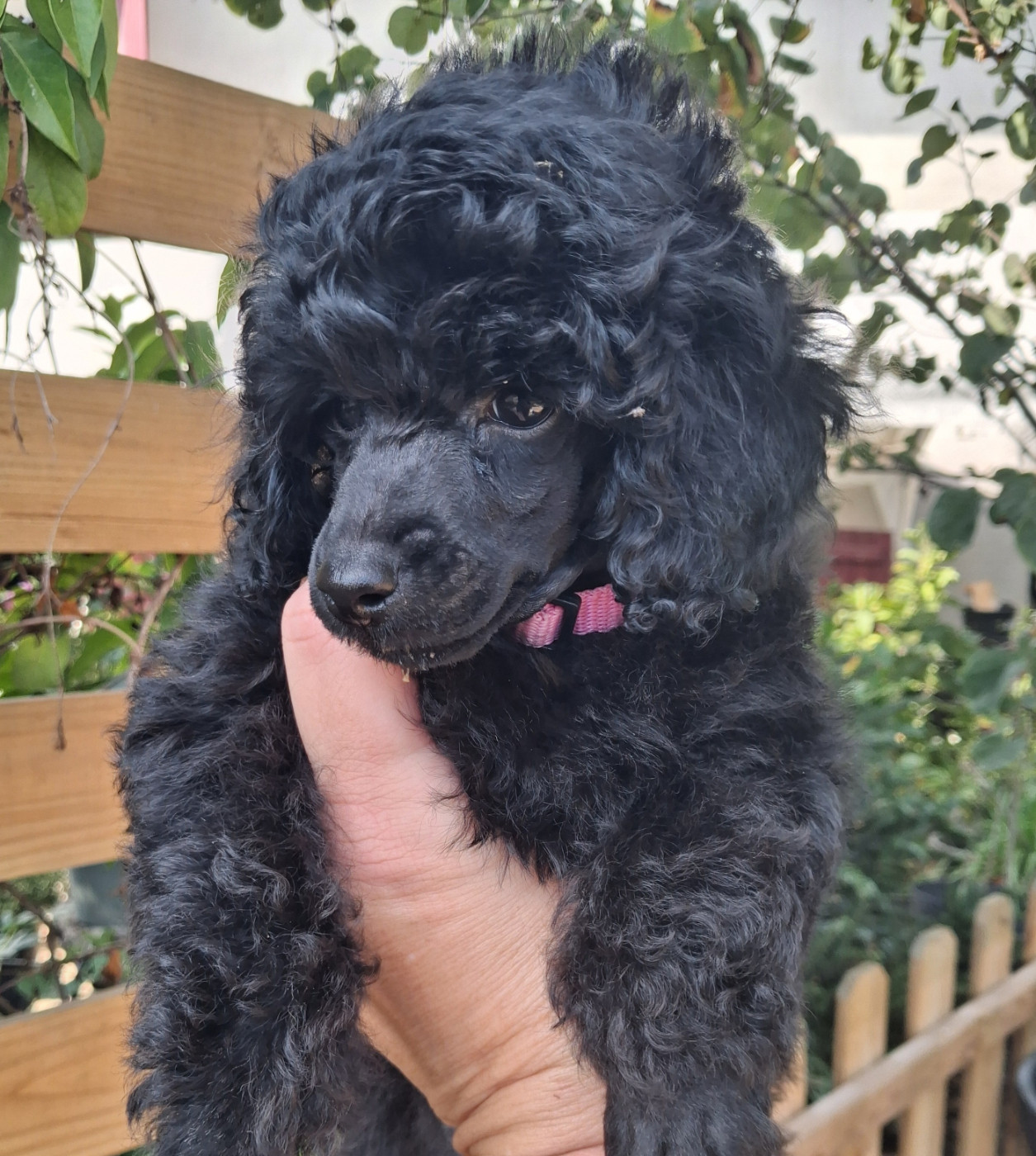 à l'Ombre des Magnolias - Chiots disponibles - Caniche