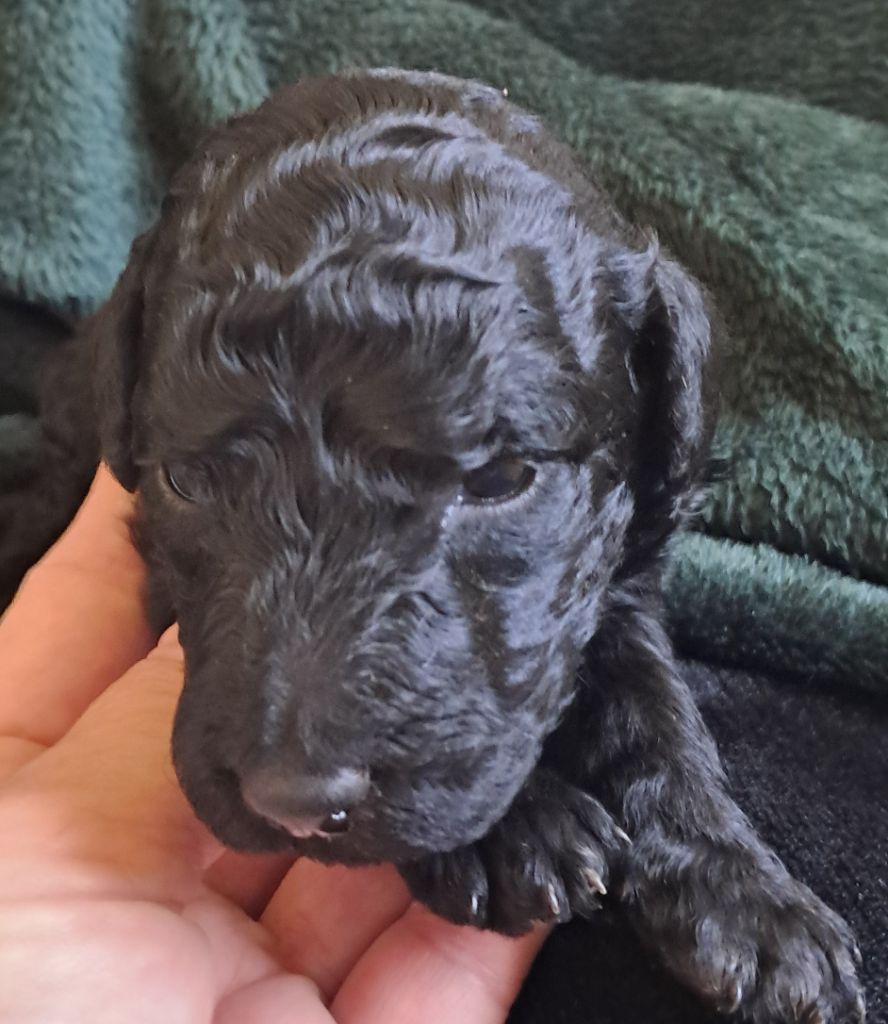 à l'Ombre des Magnolias - Chiots disponibles - Caniche