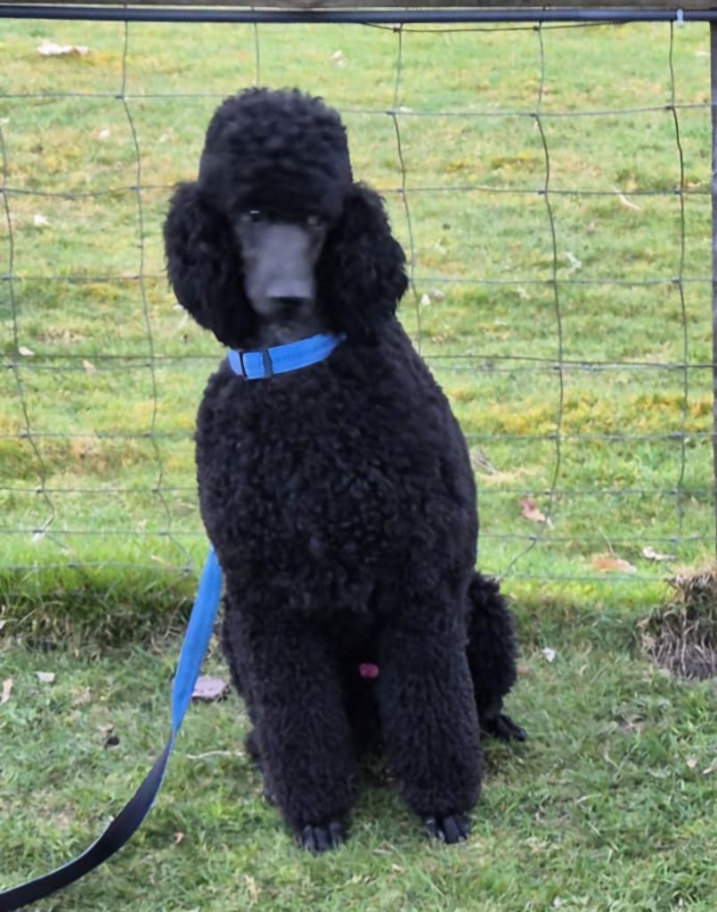Chiot Caniche à l'Ombre des Magnolias