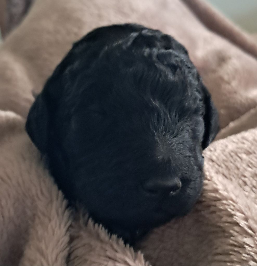 à l'Ombre des Magnolias - Chiots disponibles - Caniche