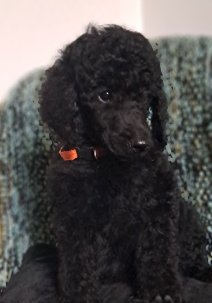 à l'Ombre des Magnolias - Chiots disponibles - Caniche